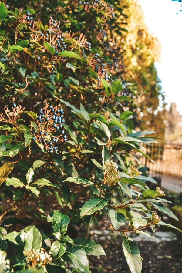 كوندوم Le Chai المظهر الخارجي الصورة